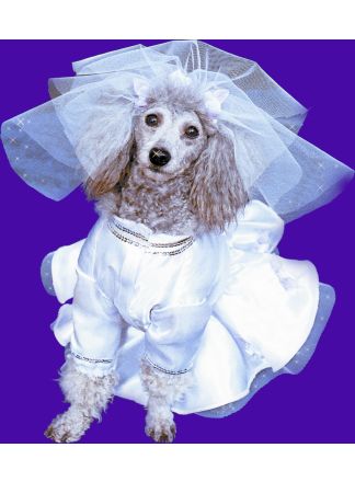 Hondkostuum bruidje wit