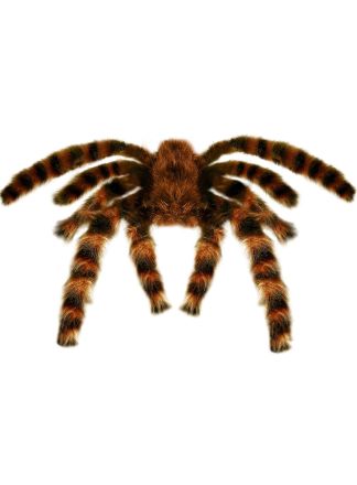 Vogelspin met haar bruin 65cm.